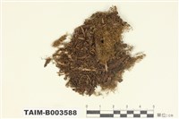 藏品(指葉蘚屬)的圖片